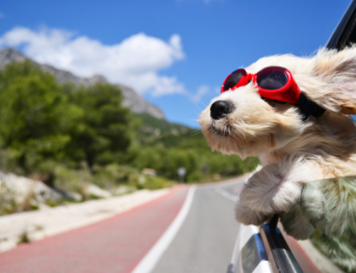 Urlaub mit Hund